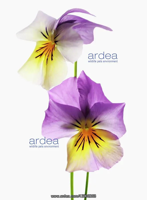 : Viola. Viola : Viola. Viola