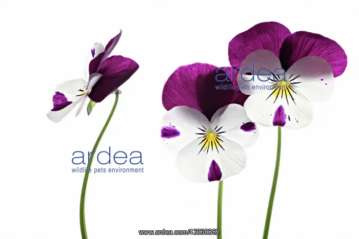 : Viola. Viola : Viola. Viola