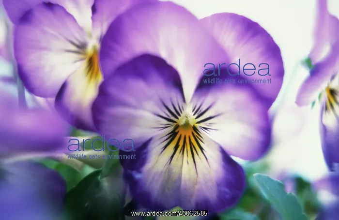 : Viola. Viola : Viola. Viola