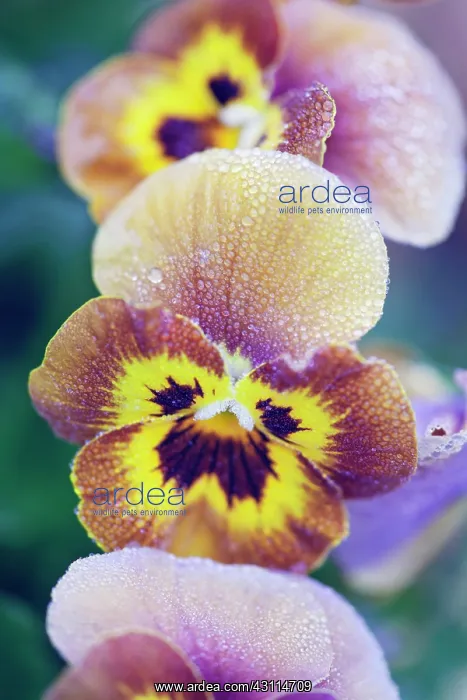 : Viola, Viola cornata Deltini series Honey bee : Viola, Viola cornata Deltini series Honey bee