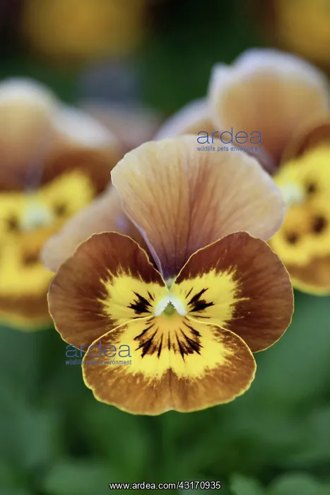 : Viola, Viola cornata Deltini series Honey bee, Close up fr : Viola, Viola cornata Deltini series Honey bee, Close up fr