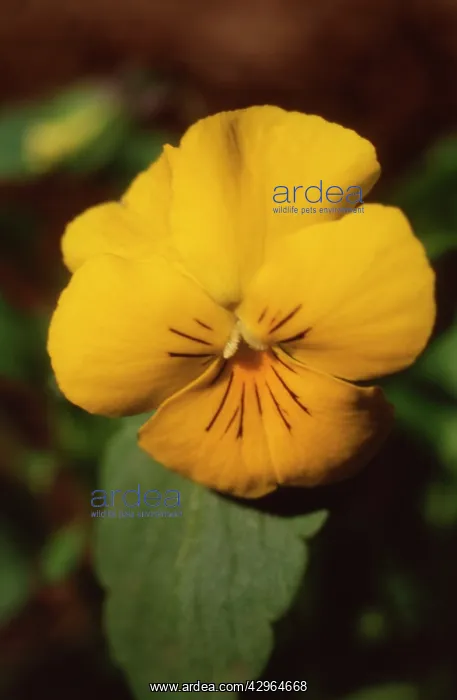 : Viola, Viola cornuta : Viola, Viola cornuta