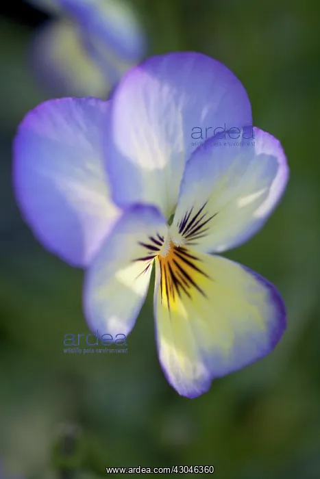  : Viola, Viola Sorbet Ocean Breeze