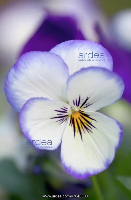 : Viola, Viola Sorbet Ocean Breeze : Viola, Viola Sorbet Ocean Breeze