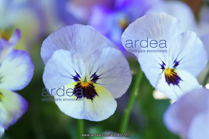 : Viola, Viola Sorbet Ocean Breeze : Viola, Viola Sorbet Ocean Breeze