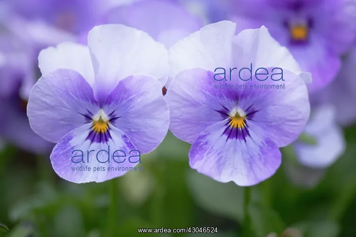  : Viola, Viola Sorbet Ocean Breeze