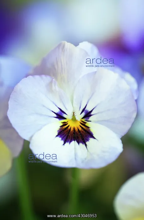 : Viola, Viola Sorbet Ocean Breeze : Viola, Viola Sorbet Ocean Breeze