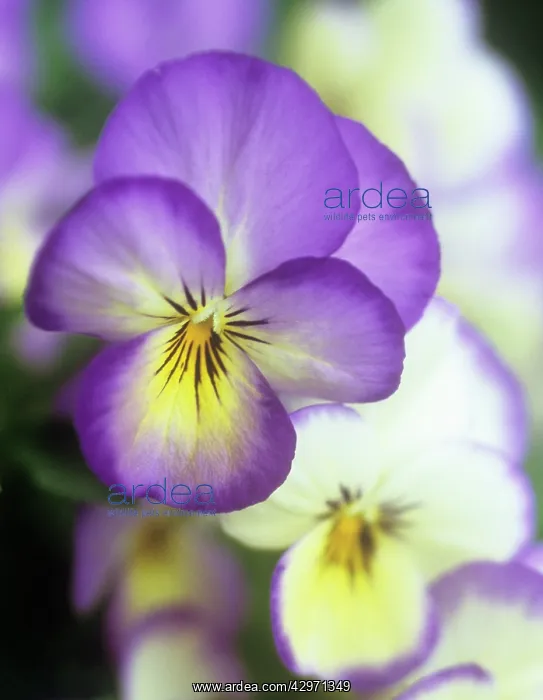: Viola, Viola Sorbet series : Viola, Viola Sorbet series