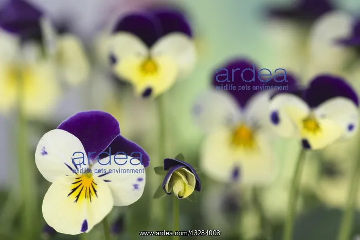 : Viola, Viola Sorbet XP Lemon Royale, Purple subject : Viola, Viola Sorbet XP Lemon Royale, Purple subject