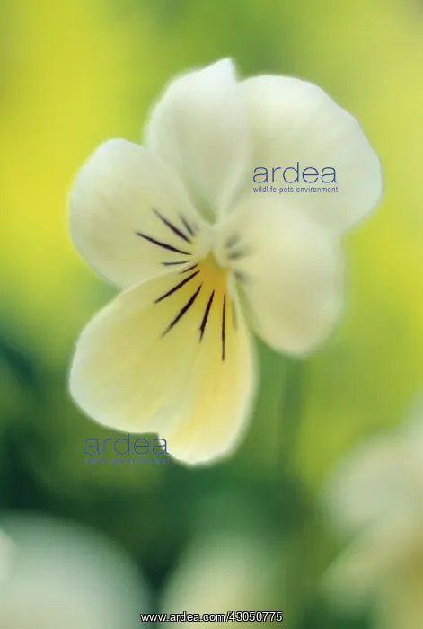 : Viola, Viola wittrockiana Princess Series : Viola, Viola wittrockiana Princess Series
