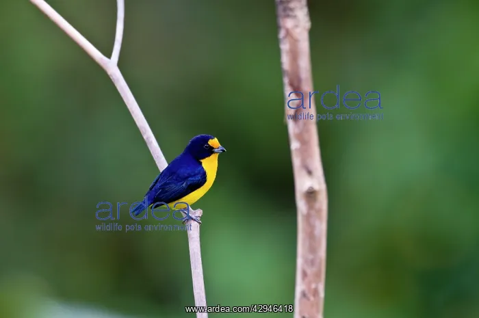 : Violaceous Euphonia - on branch : Violaceous Euphonia - on branch
