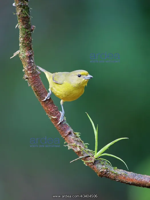 : Violaceous Euphonia female Euphonia violacea Atlantic : Violaceous Euphonia female Euphonia violacea Atlantic