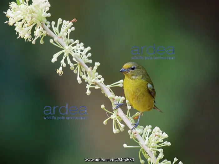 : Violaceous Euphonia female Euphonia violacea Atlantic : Violaceous Euphonia female Euphonia violacea Atlantic