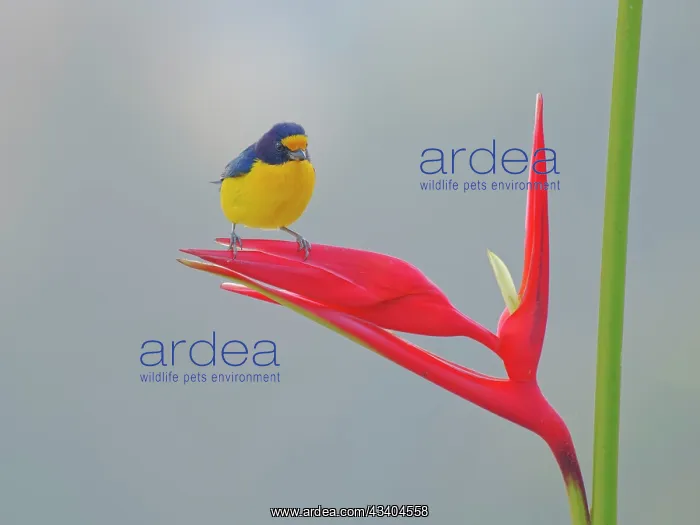  : Violaceous Euphonia on Heliconia flower Euphonia