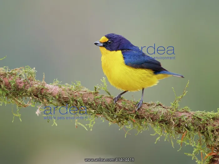: Violaceous Euphonia male Euphonia violacea Atlantic : Violaceous Euphonia male Euphonia violacea Atlantic