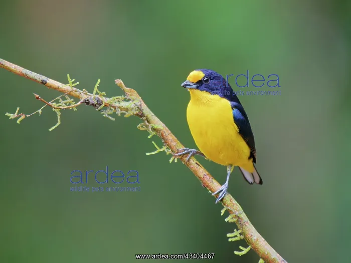 : Violaceous Euphonia male Euphonia violacea Atlantic : Violaceous Euphonia male Euphonia violacea Atlantic