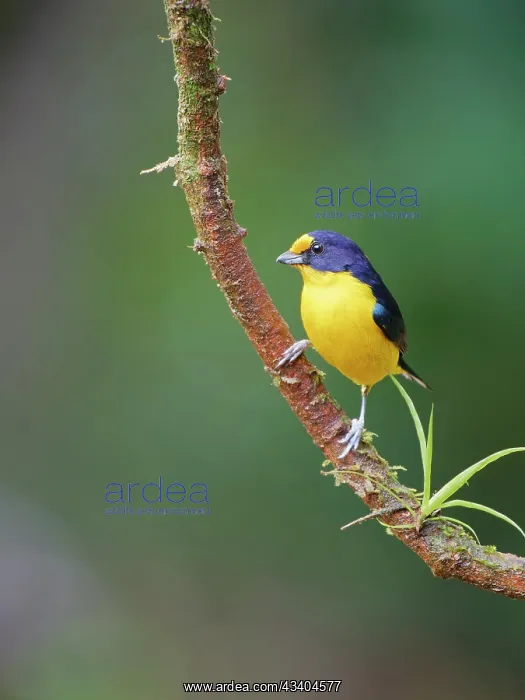 : Violaceous Euphonia male Euphonia violacea Atlantic : Violaceous Euphonia male Euphonia violacea Atlantic