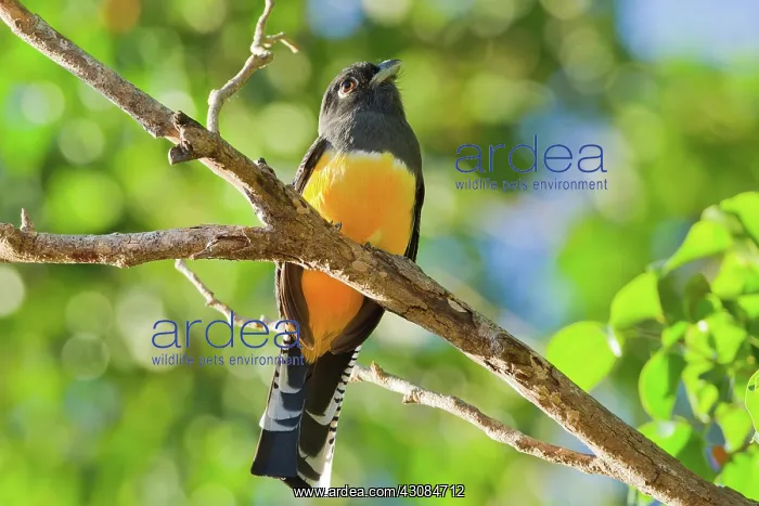 : Violaceous Trogon : Violaceous Trogon