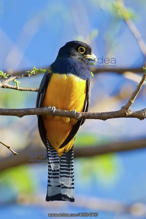 : Violaceous Trogon : Violaceous Trogon