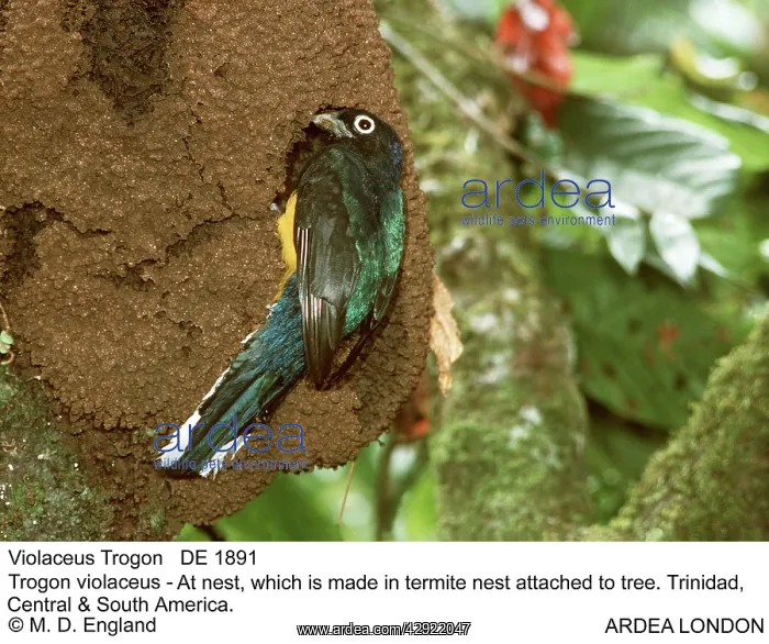 : Violaceous TROGON - at nest, which is made in termite : Violaceous TROGON - at nest, which is made in termite