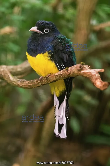 : Violaceous Trogon, perched on branch, under controlled : Violaceous Trogon, perched on branch, under controlled