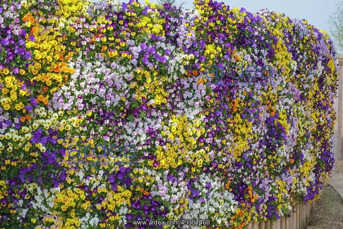 : Violas in living flower wall - Norfolk UK : Violas in living flower wall - Norfolk UK