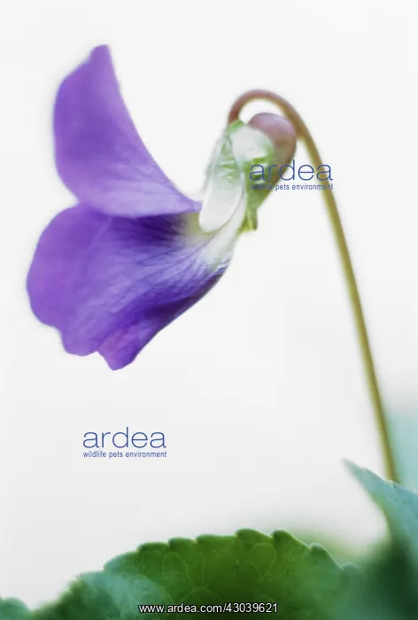 : Violet, Sweet violet, Viola odorata : Violet, Sweet violet, Viola odorata