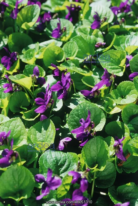 : Violet, Sweet violet, Viola odorata : Violet, Sweet violet, Viola odorata