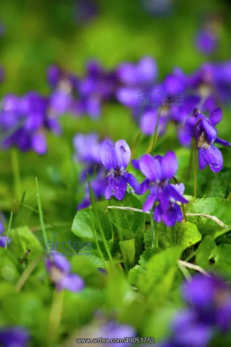 : Violet, Sweet violet, Viola odorata : Violet, Sweet violet, Viola odorata