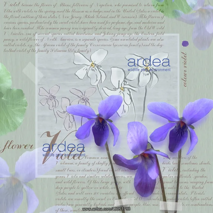 : Violet, Sweet violet, Viola odorata : Violet, Sweet violet, Viola odorata