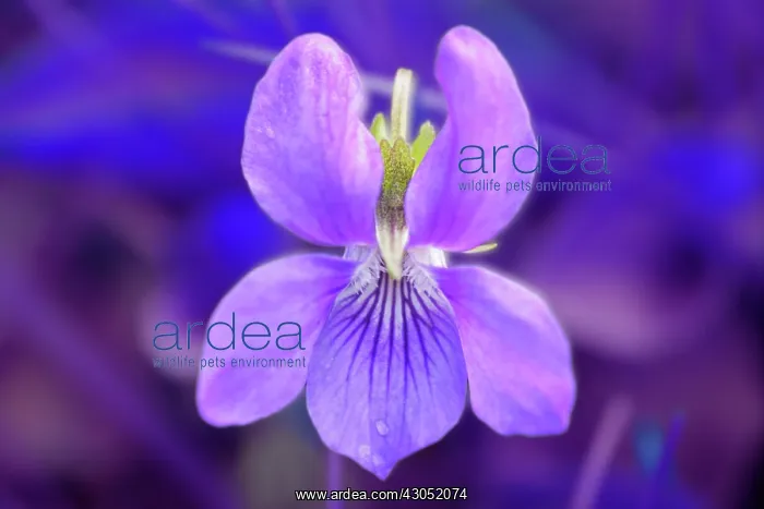 : Violet, Sweet violet, Viola odorata : Violet, Sweet violet, Viola odorata