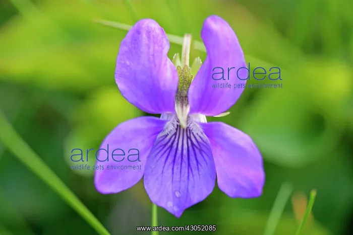 : Violet, Sweet violet, Viola odorata : Violet, Sweet violet, Viola odorata
