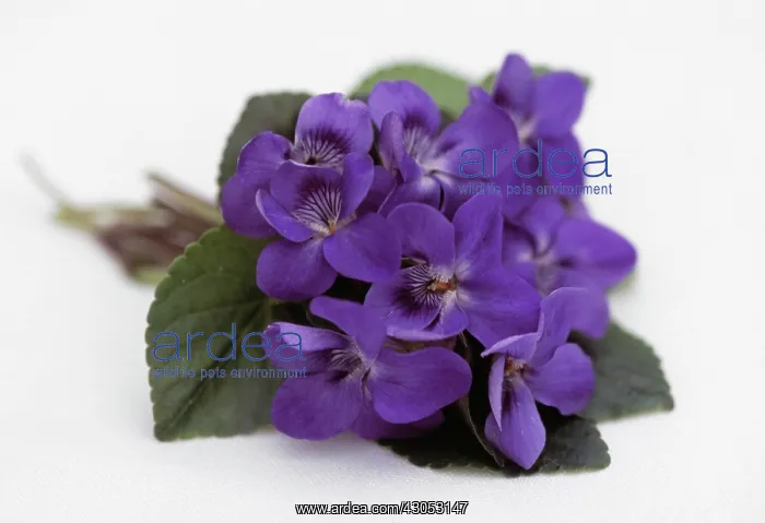 : Violet, Sweet violet, Viola odorata : Violet, Sweet violet, Viola odorata
