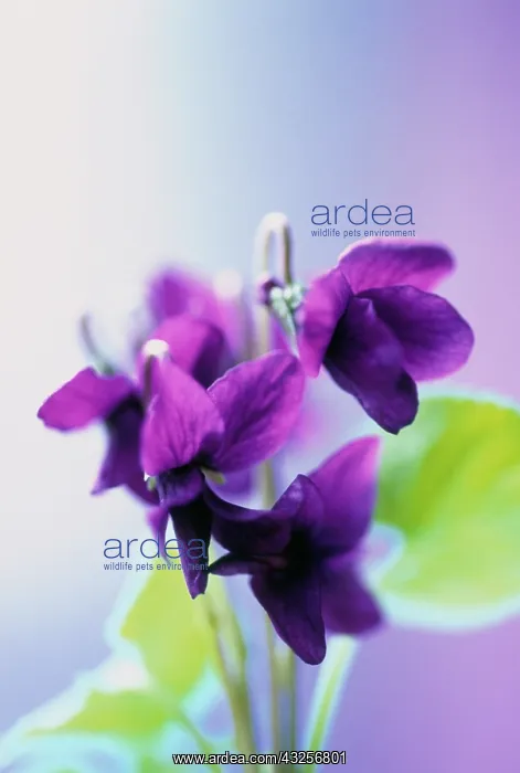: Violet, Sweet violet, Viola odorata : Violet, Sweet violet, Viola odorata
