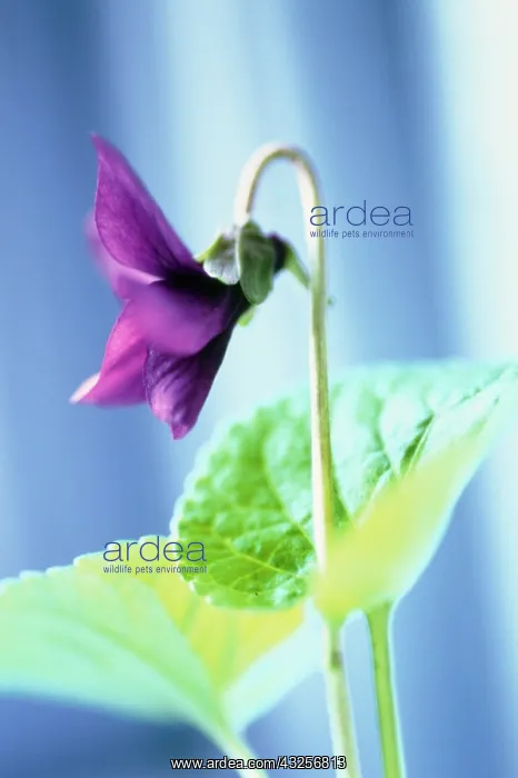 : Violet, Sweet violet, Viola odorata : Violet, Sweet violet, Viola odorata