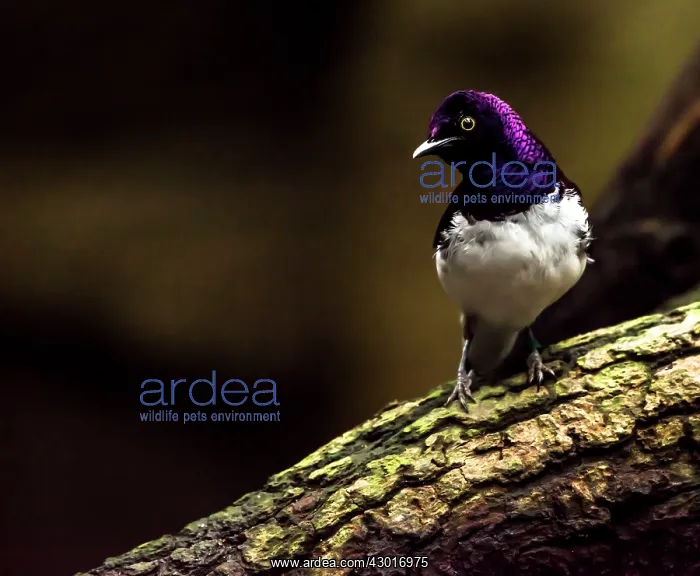 : Violet-backed Starling