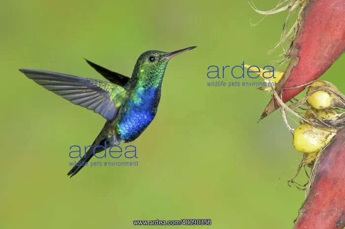 : Violet-bellied Hummingbird : Violet-bellied Hummingbird