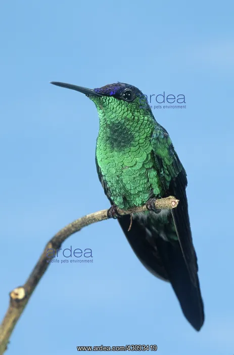 : Violet-capped Woodnymph hummingbird : Violet-capped Woodnymph hummingbird
