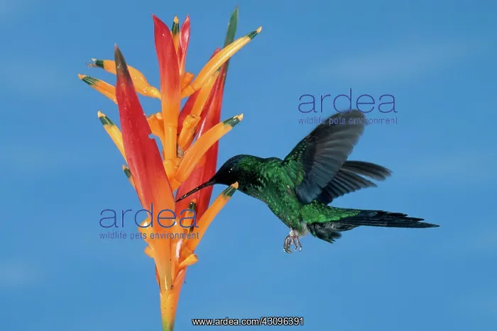 : Violet-capped Woodnymph Hummingbird : Violet-capped Woodnymph Hummingbird