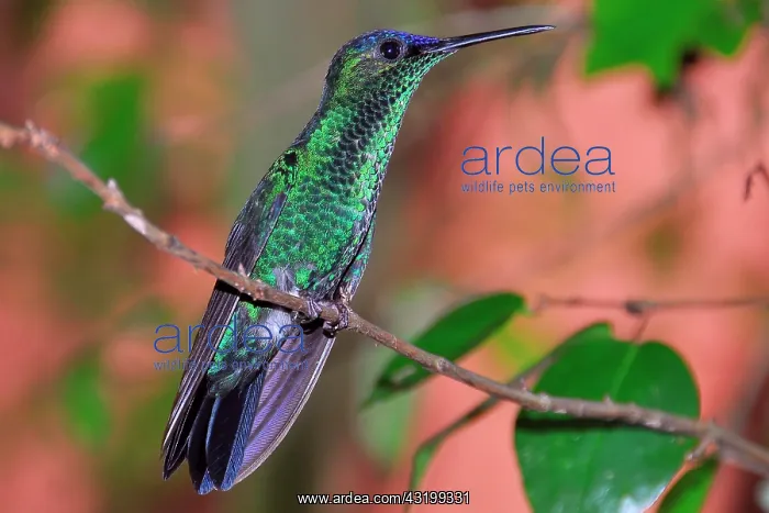 : Violet-capped Woodnymph (Thalurania glaucopis, or : Violet-capped Woodnymph (Thalurania glaucopis, or