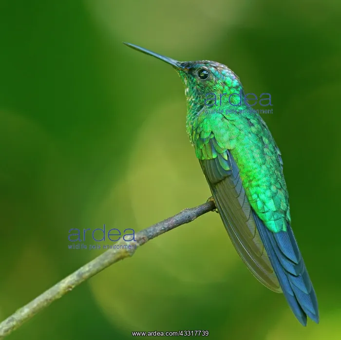 : Violet-capped woodnymph (Thalurania glaucopis) on : Violet-capped woodnymph (Thalurania glaucopis) on