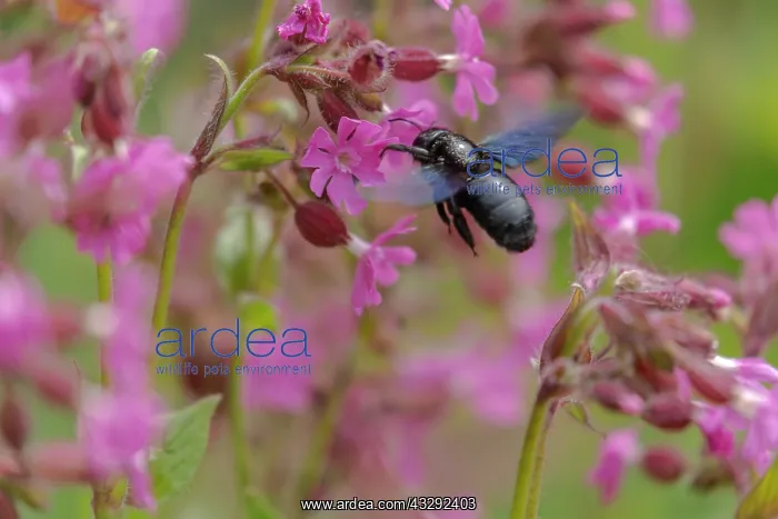 : Violet carpenter bee - adult carpenter bee approaching bloom : Violet carpenter bee - adult carpenter bee approaching bloom