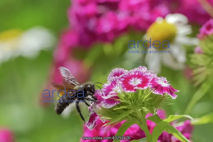 : Violet carpenter bee - adult carpenter bee approaching Sweet : Violet carpenter bee - adult carpenter bee approaching Sweet