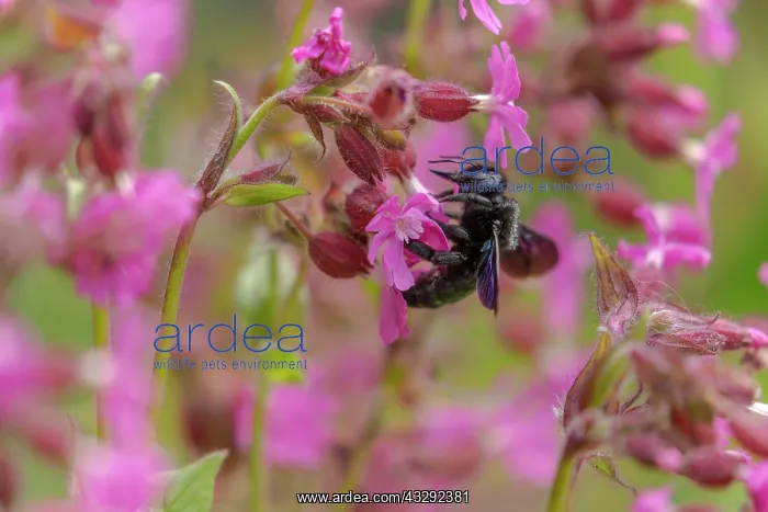 : Violet carpenter bee - adult carpenter bee foraging for poll : Violet carpenter bee - adult carpenter bee foraging for poll