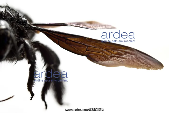 : Violet Carpenter Bee detail of wings Galicia Spain : Violet Carpenter Bee detail of wings Galicia Spain