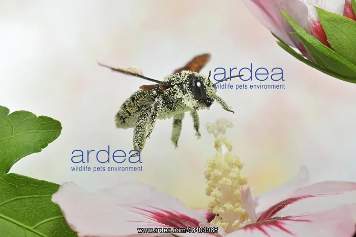 : Violet carpenter bee (Xylocopa violacea) covered : Violet carpenter bee (Xylocopa violacea) covered