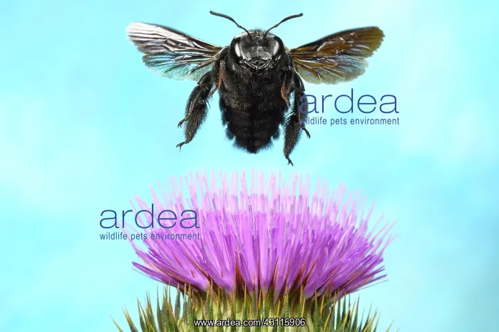 : Violet carpenter bee (Xylocopa violacea), in flight : Violet carpenter bee (Xylocopa violacea), in flight