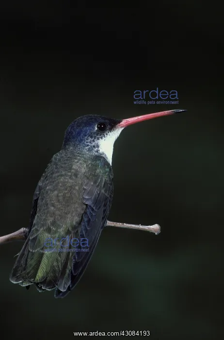 : Violet-Crowned Hummingbird : Violet-Crowned Hummingbird