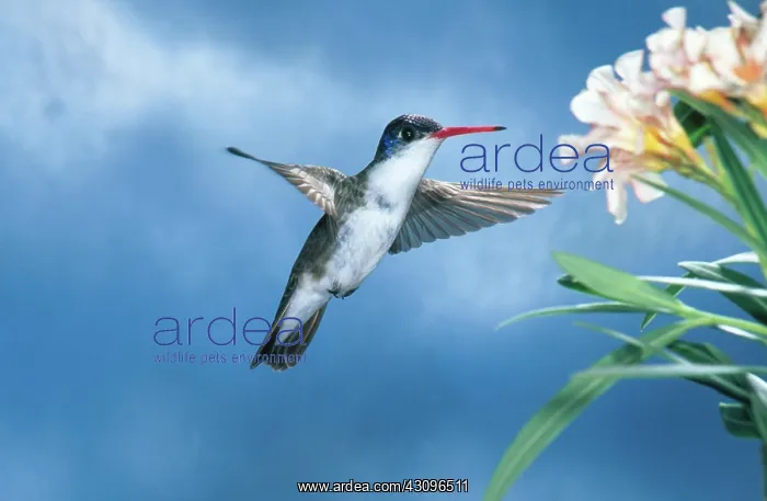 : Violet-crowned Hummingbird : Violet-crowned Hummingbird