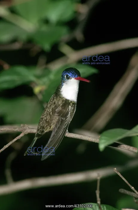 : Violet-crowned Hummingbird : Violet-crowned Hummingbird